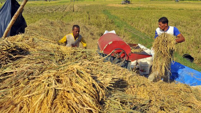 Harga Beras Indonesia Termahal Se-Asean Tapi Pendapatan Petani&nbsp;Rendah